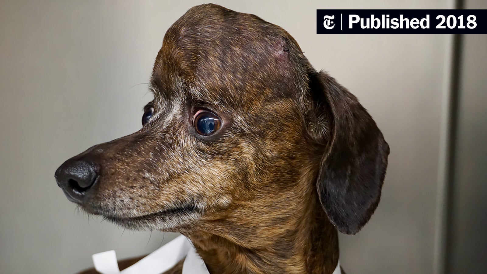 Signs and Symptoms of Dog Brain Tumors