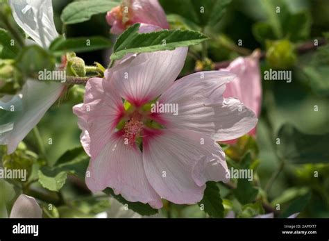 Tree Mallow Lavatera Thuringiaca Barnsley Flower Stock Photo Alamy Tree Mallow Lavatera Thuringiaca Barnsley Flower Stock Photo Alamy