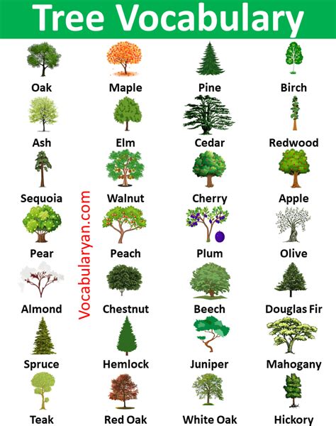 Tree Names In English Vocabularyan Tree Names In English Vocabularyan
