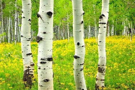 The Top 5 White Trees The Top 5 White Trees