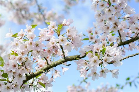 Trees With Flowers And Leaves At Frank Ellis Blog Trees With Flowers And Leaves At Frank Ellis Blog