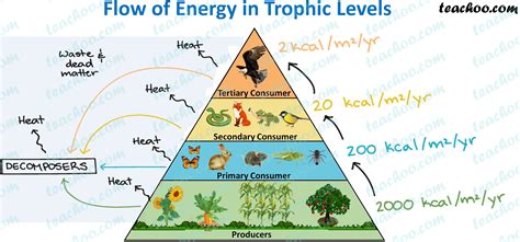 Trophic Level Definition Examples Energy Transfer Teachoo Trophic Level Definition Examples Energy Transfer Teachoo