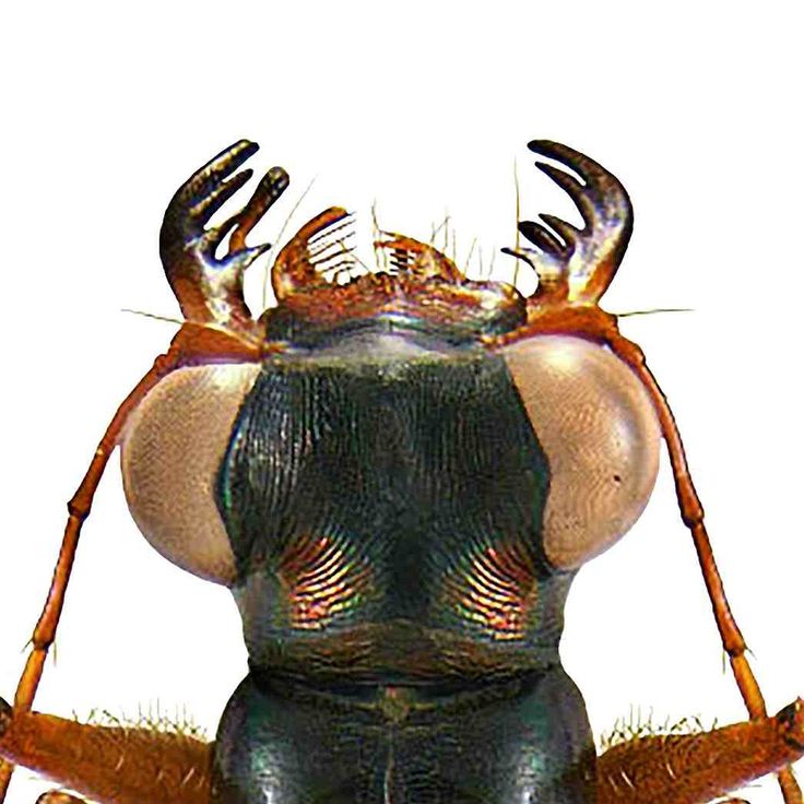 Trunc V 2020 Tiger Beetles Of The World Illustrated Guide To The Trunc V 2020 Tiger Beetles Of The World Illustrated Guide To The