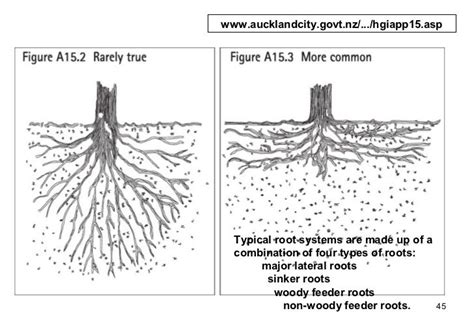 Understanding Tulip Poplar's Root System
