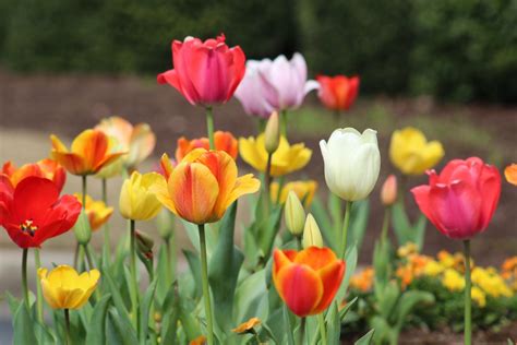 The Ultimate Guide to Tulips and Bulbs