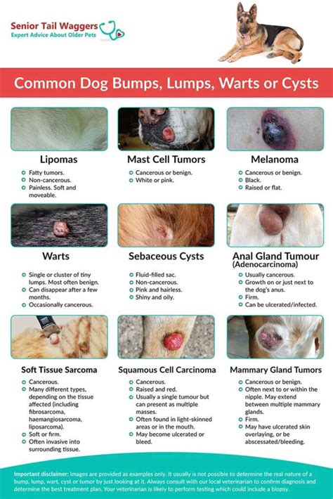 Tumors Growths And Cysts In Dogs Tumors Growths And Cysts In Dogs