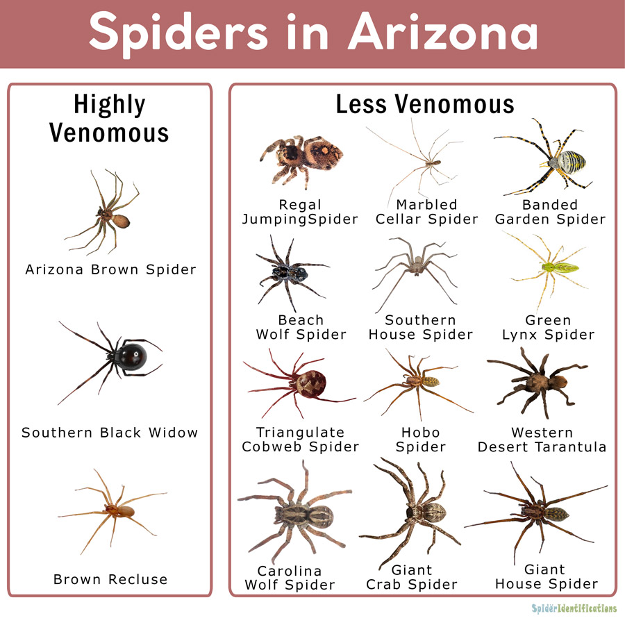 Types Of Arizona Spiders With Pictures Identification Guide Types Of Arizona Spiders With Pictures Identification Guide