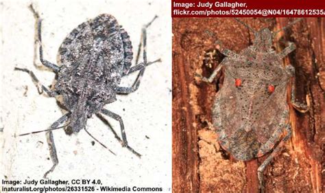 Types Of Gray Bugs Silverfish Stink Bugs And More With Pictures Types Of Gray Bugs Silverfish Stink Bugs And More With Pictures