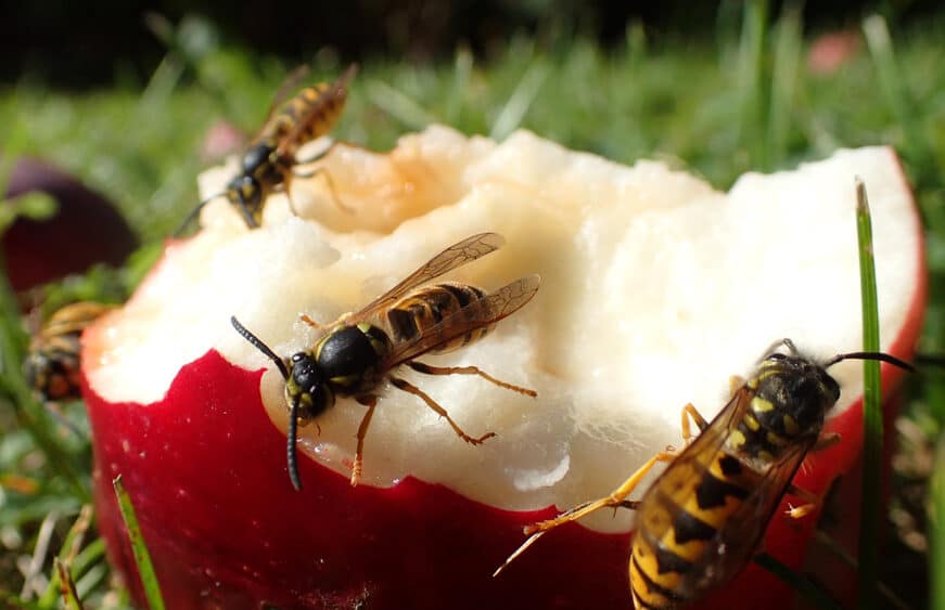 Oregon's Hornet Diversity: Meet the Species