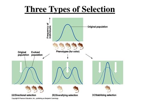 Unraveling the Secrets of Selection Types