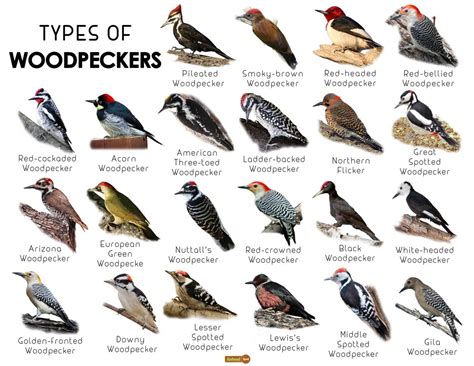 Unveiling the Varied World of Woodpeckers