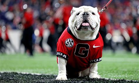 5 Ways to Style the UGA Dog Jersey
