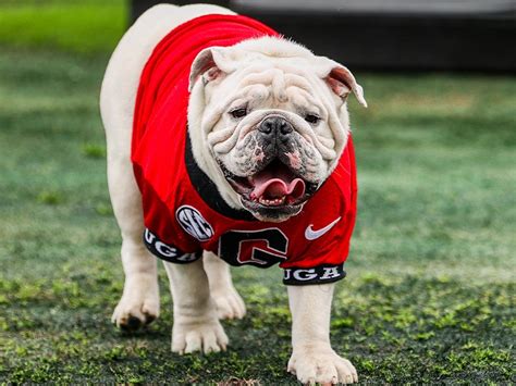 Uga Xi To Be Unveiled During Annual G Day Game Wjbf Uga Xi To Be Unveiled During Annual G Day Game Wjbf