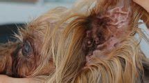 Understanding Cauliflower Ear In Dogs Causes Treatment And