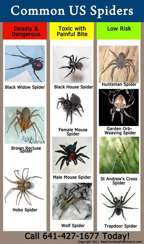 Usa Spider Identification Usa Spider Identification