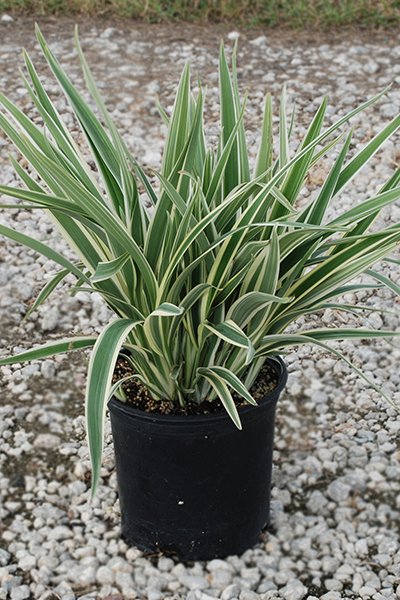 The Perfect Variegated Flax Lily Care Guide