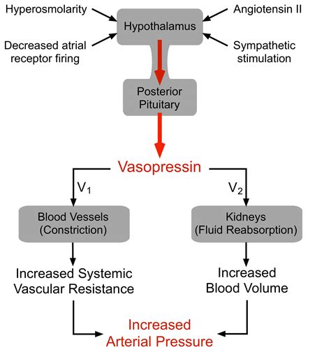 Vasopressin: Understanding its Role in Men's Health