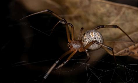The Spiders of Texas: Unveiling Their Venomous Secrets