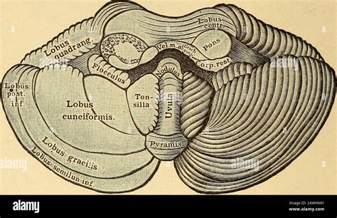 Vermis And Arbor Vitae Vermis And Arbor Vitae