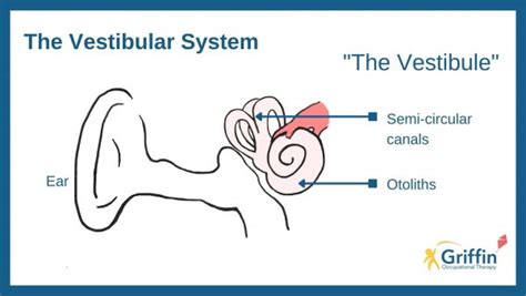 3 Ways to Understand the Vestibular Sense 3 Ways to Understand the Vestibular Sense