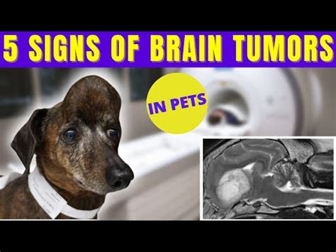 Vet Neurologist Explains Brain Tumor Symptoms Youtube