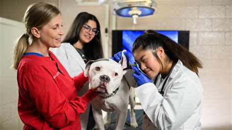 Veterinarian Education And Training Veterinarian Education And Training