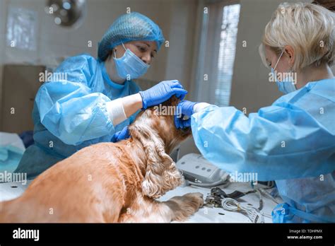 Veterinary Dentistry Dentist Surgeon Veterinarian Cleans And Treats A Dog S Teeth Under Veterinary Dentistry Dentist Surgeon Veterinarian Cleans And Treats A Dog S Teeth Under