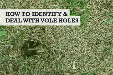 Vole Holes In Yard Lawn Garden How To Rid Vole Holes In Yard Lawn Garden How To Rid