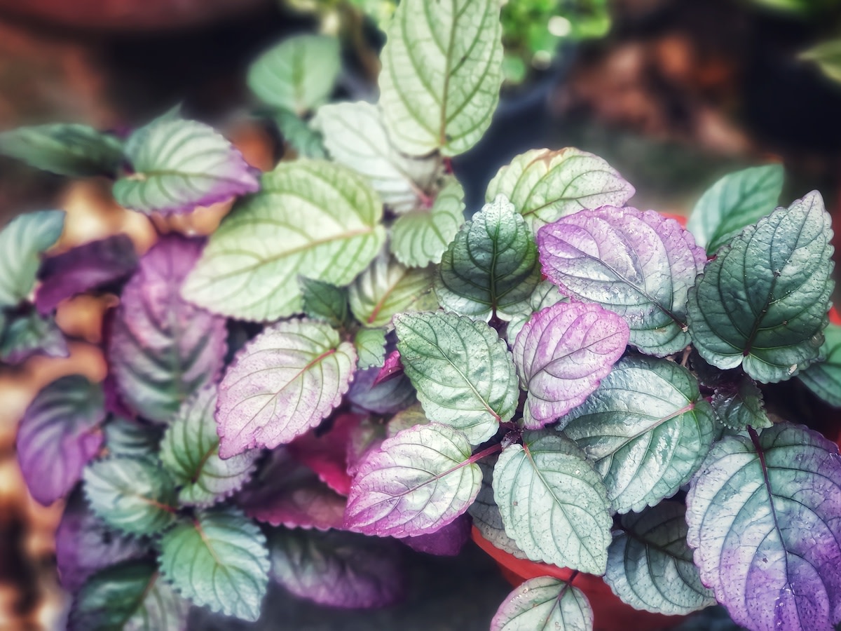 Waffle Plant: Unlocking the Secrets of Care