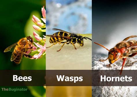 Unveiling the Mighty: Wasp, Bee, Hornet Differences