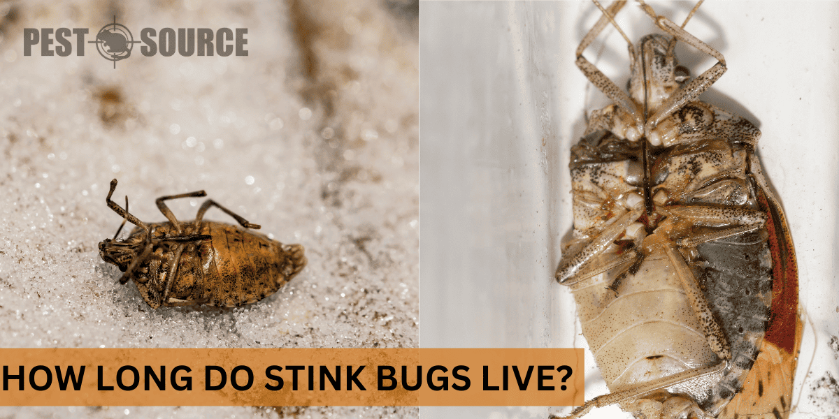 The Ultimate Guide to Water Bug Lifespans
