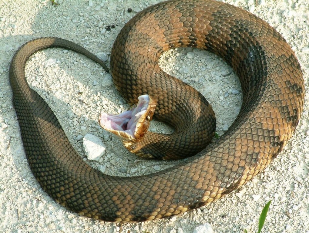 Water Moccasin: 5 Must-See Photos