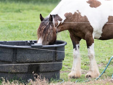 Top 5 Ways to Care for Your Horse's Water Trough Top 5 Ways to Care for Your Horse's Water Trough
