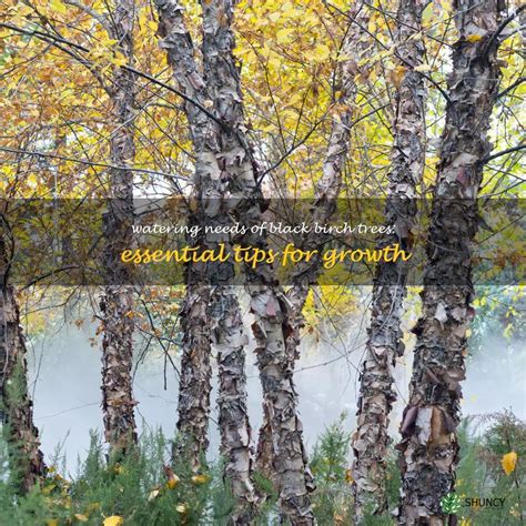 Watering Needs Of Black Birch Trees Essential Tips For Growth Shuncy Watering Needs Of Black Birch Trees Essential Tips For Growth Shuncy
