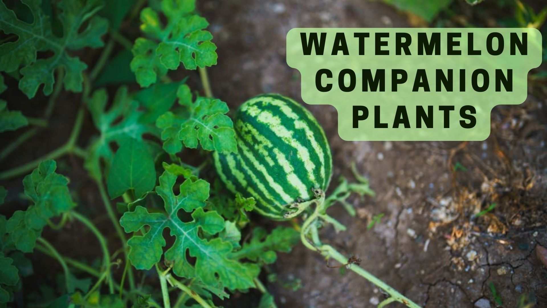 Watermelon Companion Plants Harper S Nurseries