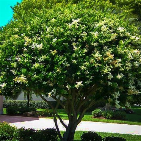 The Ultimate Guide to Waxleaf Ligustrum