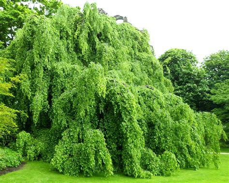 Weeping Beech Care: 6 Vital Tips.