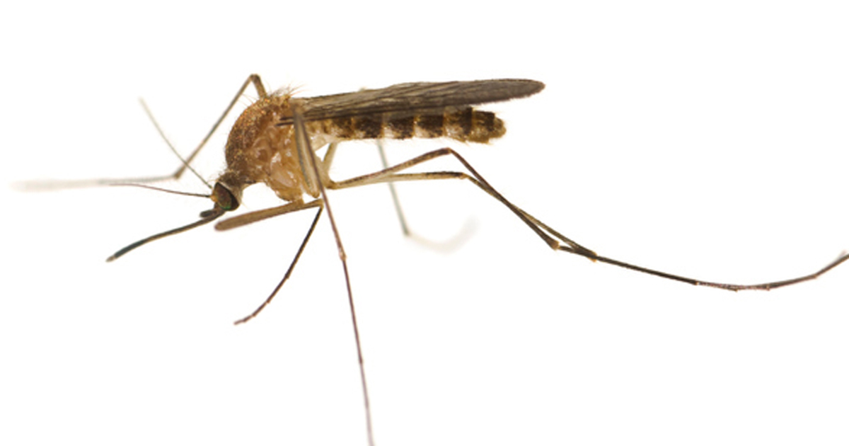 West Nile Virus: 5 Key Facts.