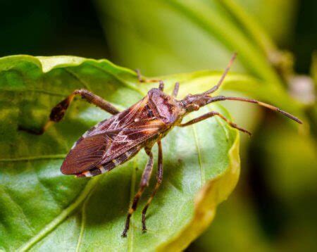 Get Rid of Western Conifer Seed Bugs