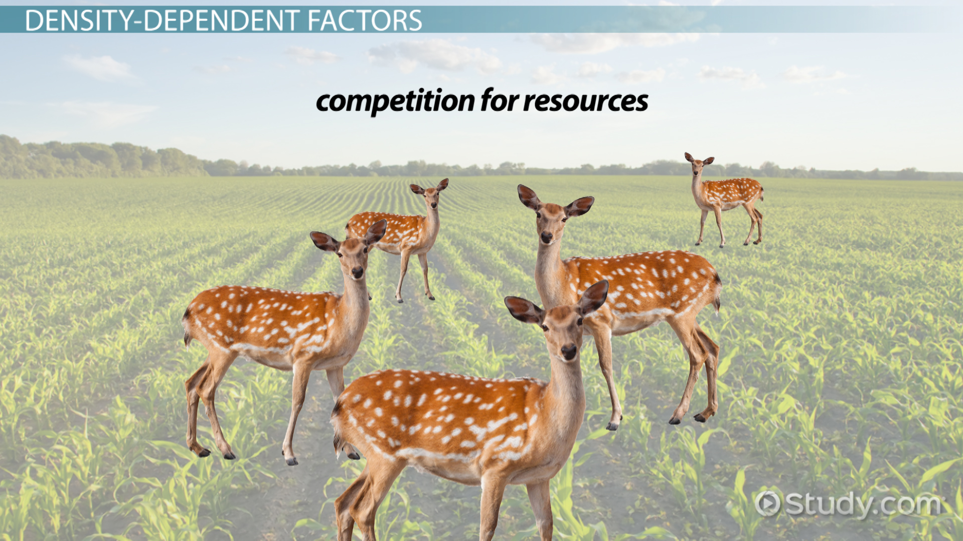 How Abiotic Factors Impact Deer Populations