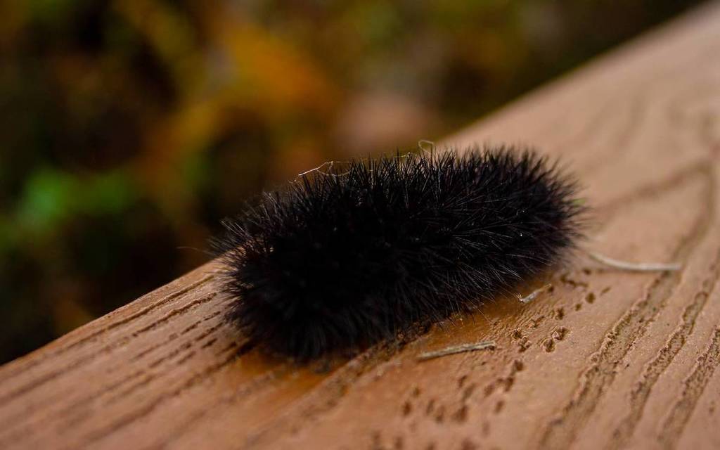 The Secrets of Black Fuzzy Caterpillars