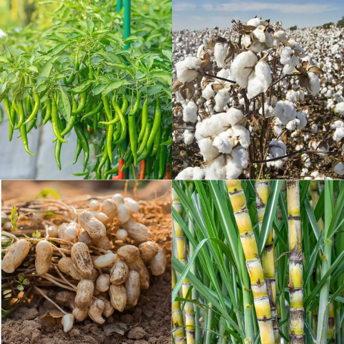 What Are Cash Crops Types And Benefits What Are Cash Crops Types And Benefits