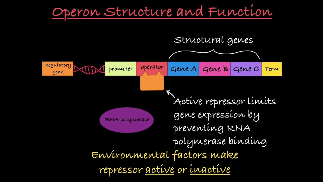 3 Ways to Understand Operons