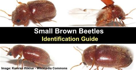 What Are Those Tiny Brown Bugs What Are Those Tiny Brown Bugs