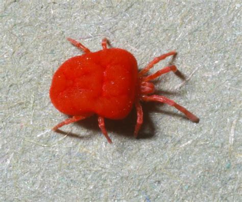 Common Household Bugs: 5 Types