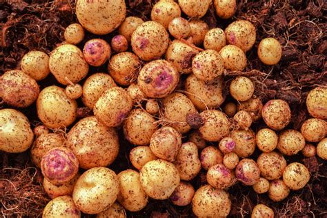 The Ultimate Guide to Tubers