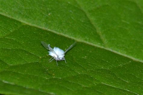 3 Tips to Identify White Bugs
