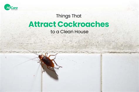 The Secret to Cockroach Attraction: Unveiled!