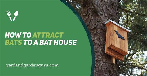 Why Bats Love Your Home: A Quick Guide