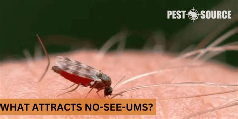 10 Tips to Keep No-See-Ums Away